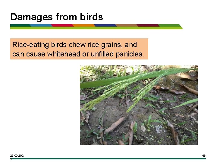 Damages from birds Rice-eating birds chew rice grains, and can cause whitehead or unfilled
