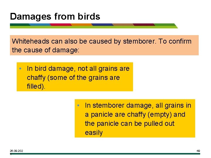 Damages from birds Whiteheads can also be caused by stemborer. To confirm the cause