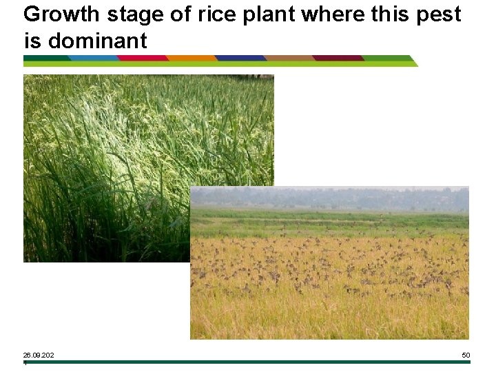 Growth stage of rice plant where this pest is dominant 26. 09. 202 1