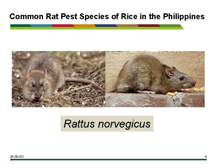 Common Rat Pest Species of Rice in the Philippines Rattus norvegicus 26. 09. 202