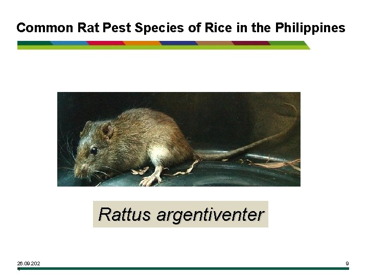 Common Rat Pest Species of Rice in the Philippines Rattus argentiventer 26. 09. 202