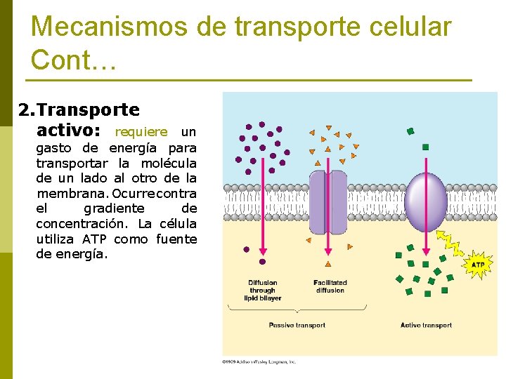 Mecanismos de transporte celular Cont… 2. Transporte activo: requiere un gasto de energía para