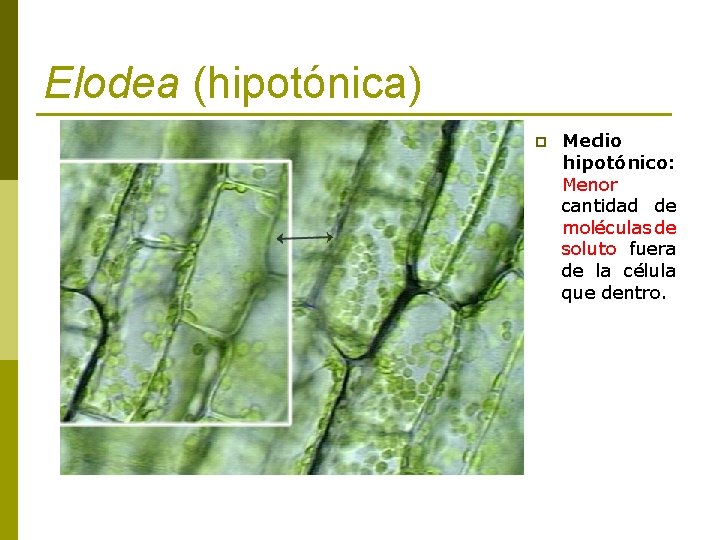 Elodea (hipotónica) p Medio hipotónico: Menor cantidad de moléculas de soluto fuera de la