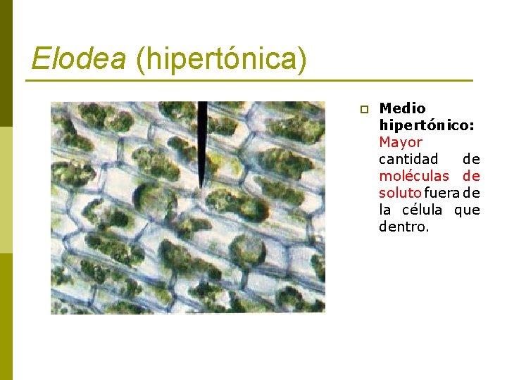 Elodea (hipertónica) p Medio hipertónico: Mayor cantidad de moléculas de soluto fuera de la