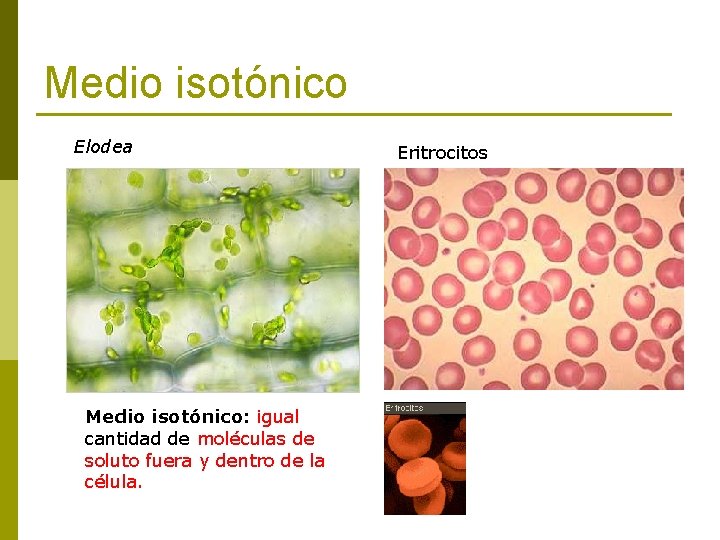 Medio isotónico Elodea Medio isotónico: igual cantidad de moléculas de soluto fuera y dentro