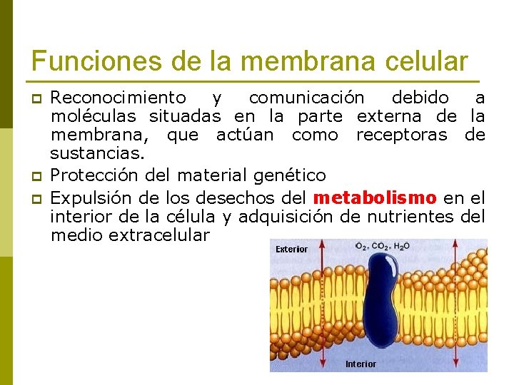 Funciones de la membrana celular p p p Reconocimiento y comunicación debido a moléculas