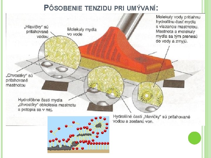 PÔSOBENIE TENZIDU PRI UMÝVANÍ: voda 