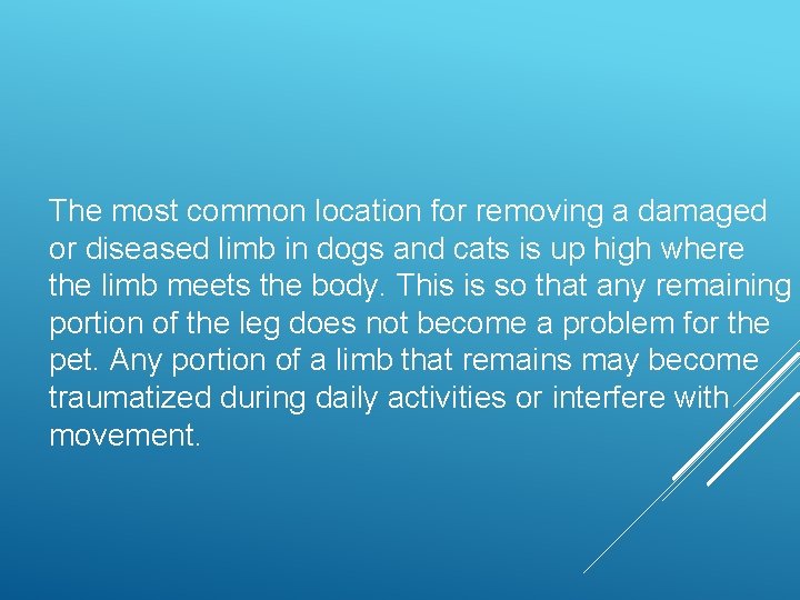 The most common location for removing a damaged or diseased limb in dogs and