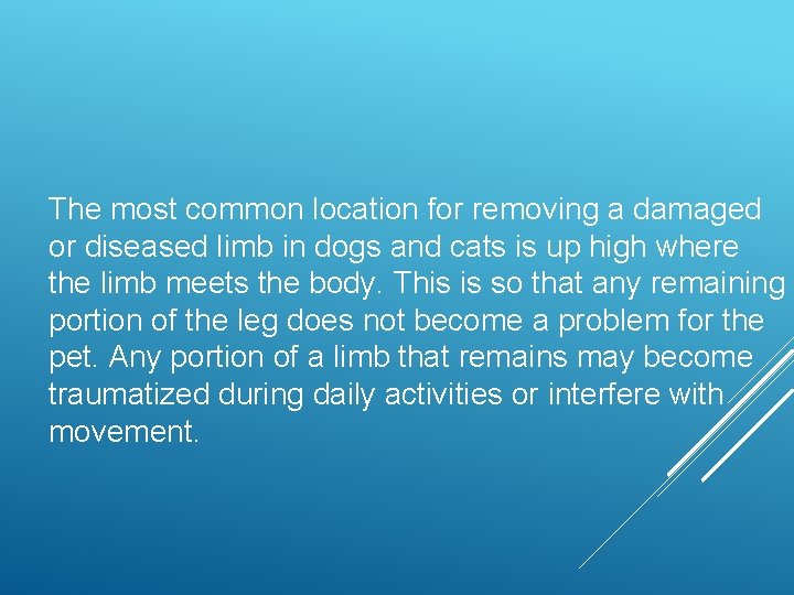The most common location for removing a damaged or diseased limb in dogs and