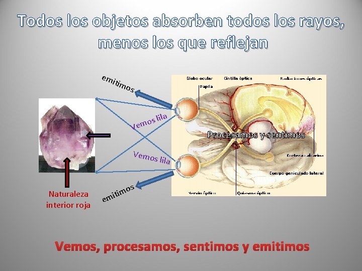 Todos los objetos absorben todos los rayos, menos los que reflejan em itim os