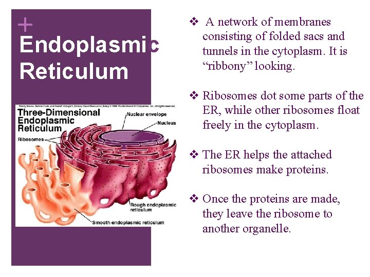+ Endoplasmic Reticulum v A network of membranes consisting of folded sacs and tunnels