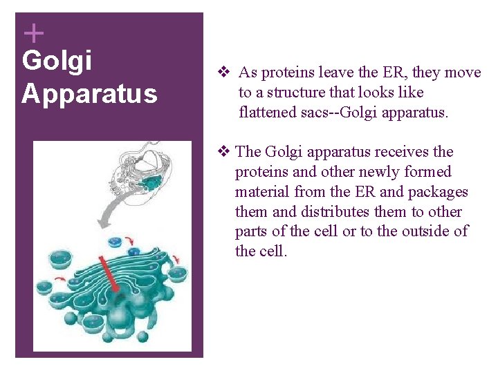 + Golgi Apparatus v As proteins leave the ER, they move to a structure