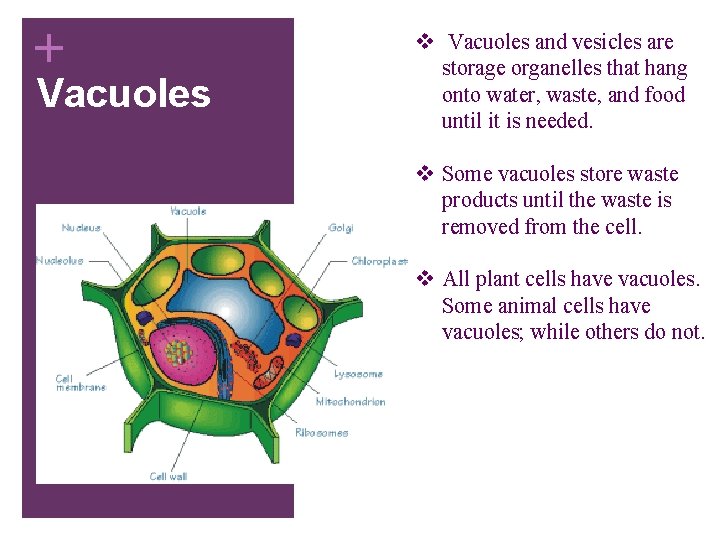 + Vacuoles v Vacuoles and vesicles are storage organelles that hang onto water, waste,
