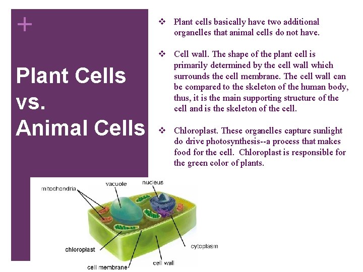 + Plant Cells vs. Animal Cells v Plant cells basically have two additional organelles