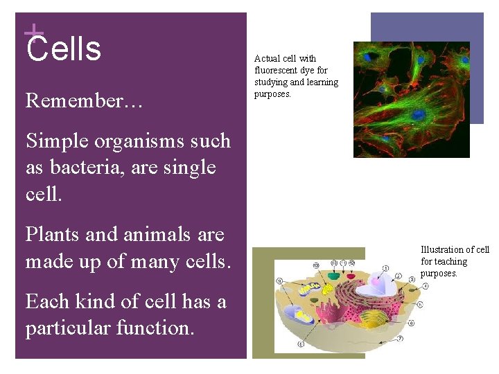 + Cells Remember… Actual cell with fluorescent dye for studying and learning purposes. Simple