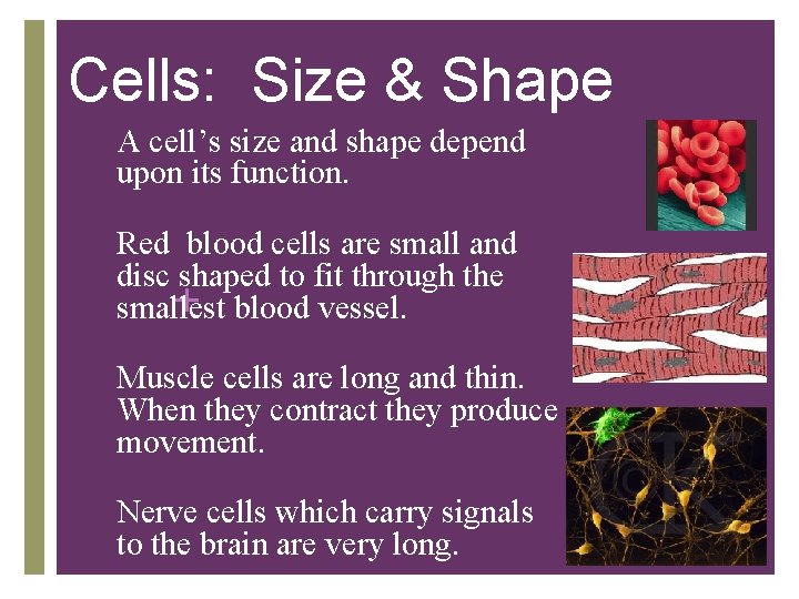 Cells: Size & Shape • A cell’s size and shape depend upon its function.