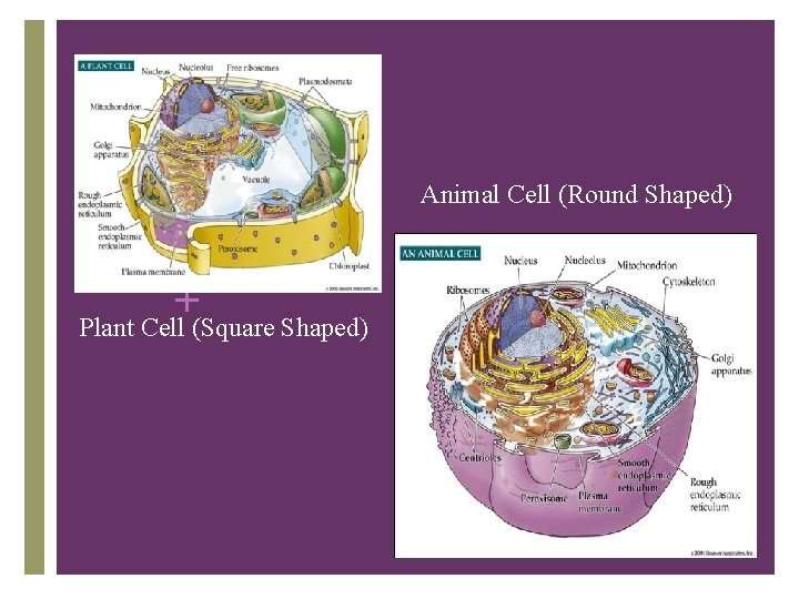 Animal Cell (Round Shaped) + Plant Cell (Square Shaped) 