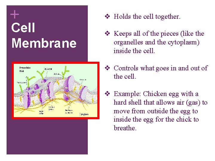 + Cell Membrane v Holds the cell together. v Keeps all of the pieces