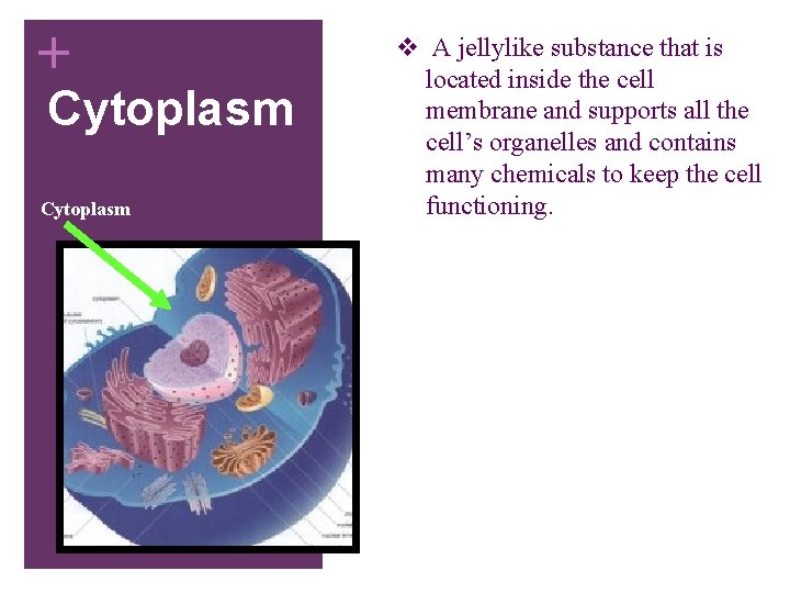 + Cytoplasm v A jellylike substance that is located inside the cell membrane and