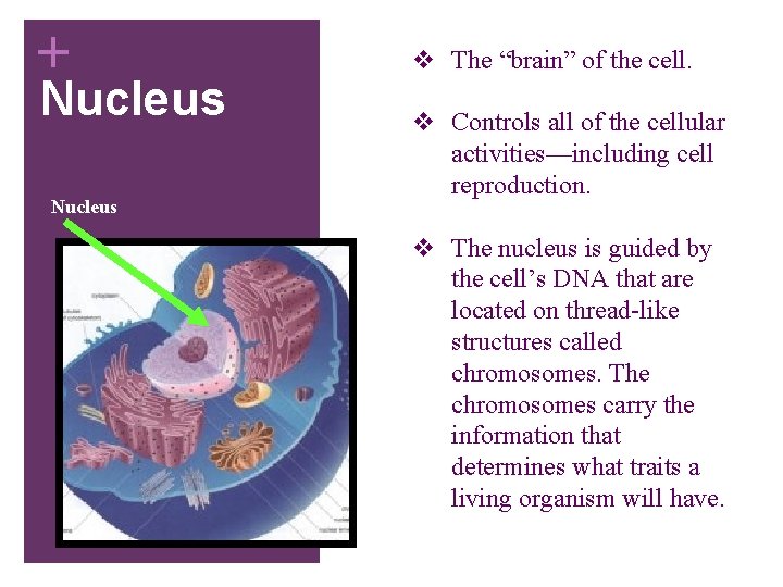 + Nucleus v The “brain” of the cell. v Controls all of the cellular