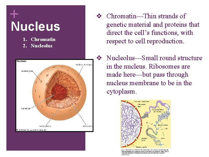 + Nucleus 1. Chromatin 2. Nucleolus v Chromatin—Thin strands of genetic material and proteins