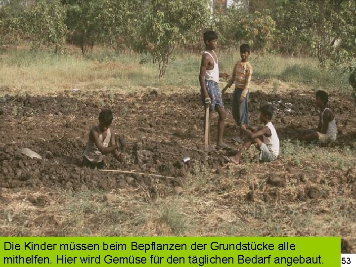 Die Kinder müssen beim Bepflanzen der Grundstücke alle mithelfen. Hier wird Gemüse für den