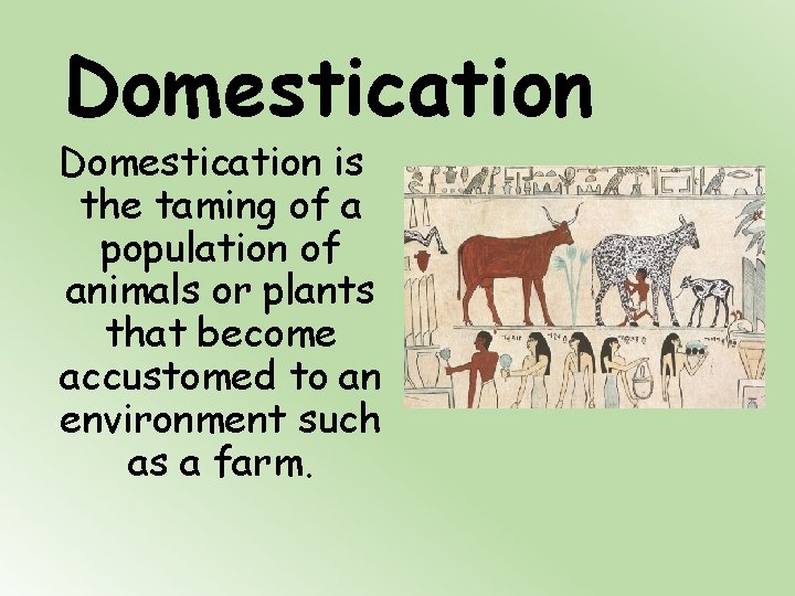 Domestication is the taming of a population of animals or plants that become accustomed