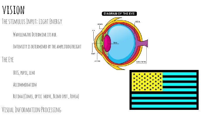 vision The stimulus Input: Light Energy Wavelengths Determine its hue Intensity is determined by