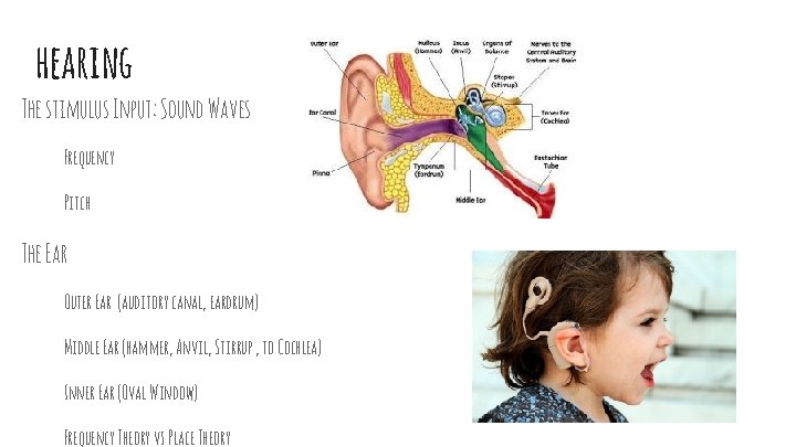 hearing The stimulus Input: Sound Waves Frequency Pitch The Ear Outer Ear (auditory canal,