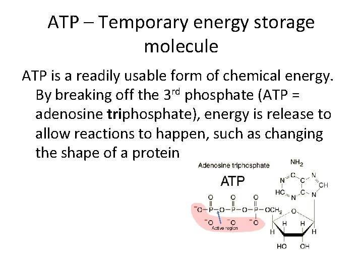 ATP – Temporary energy storage molecule ATP is a readily usable form of chemical