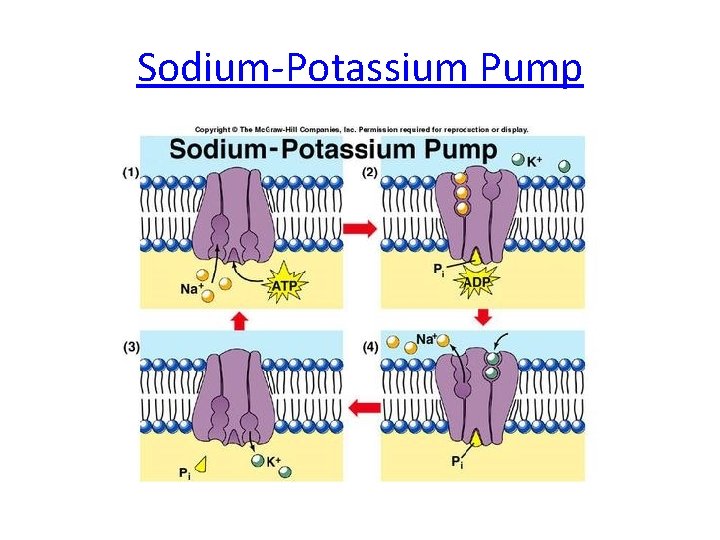 Sodium Potassium Pump 