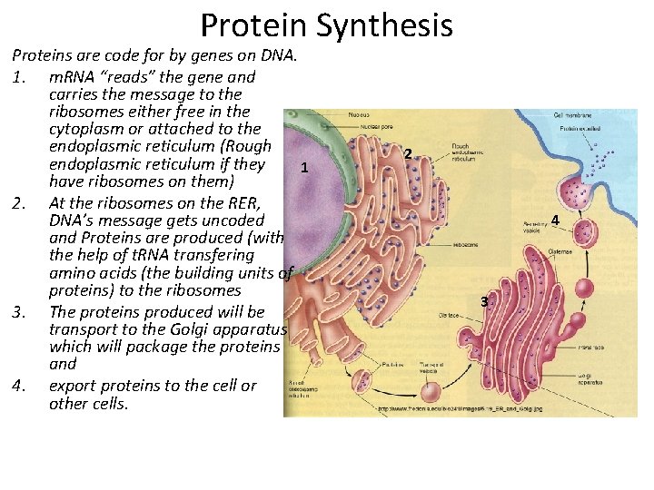 Protein Synthesis Proteins are code for by genes on DNA. 1. m. RNA “reads”
