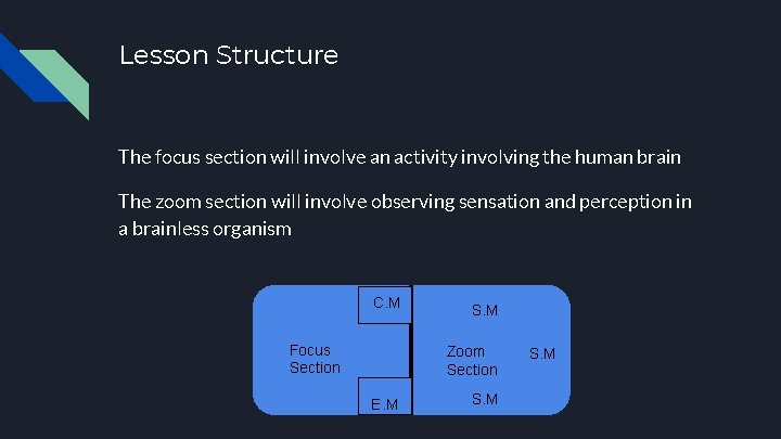 Lesson Structure The focus section will involve an activity involving the human brain The