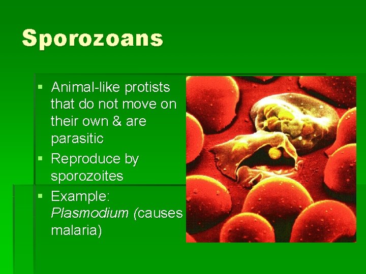 Sporozoans § Animal-like protists that do not move on their own & are parasitic Sporozoans § Animal-like protists that do not move on their own & are parasitic