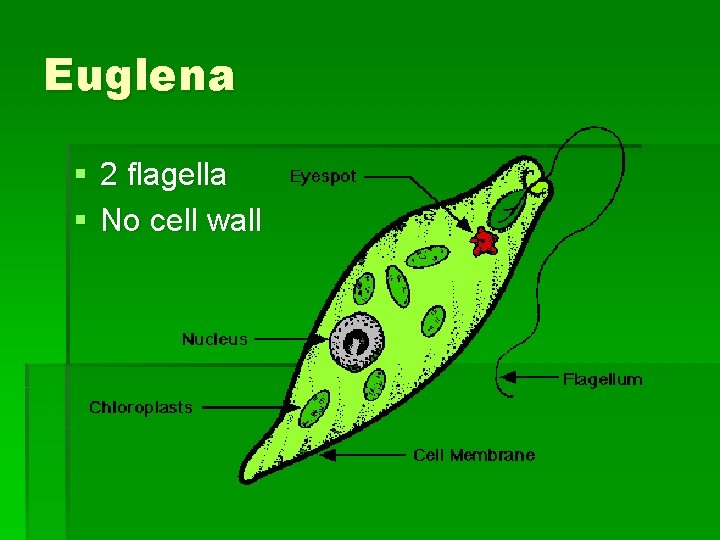 Euglena § 2 flagella § No cell wall Euglena § 2 flagella § No cell wall