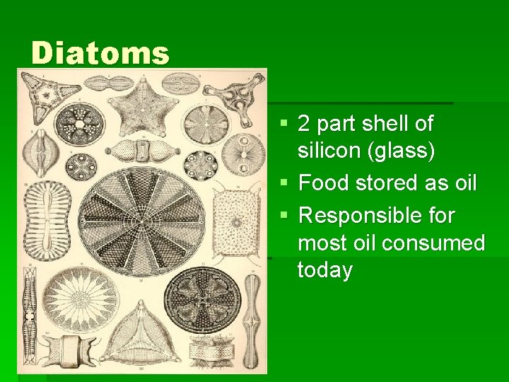 Diatoms § 2 part shell of silicon (glass) § Food stored as oil § Diatoms § 2 part shell of silicon (glass) § Food stored as oil §