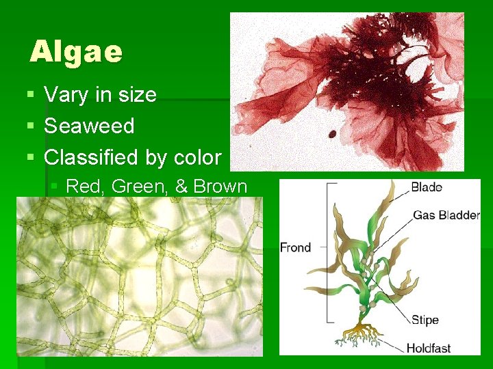 Algae § § § Vary in size Seaweed Classified by color § Red, Green, Algae § § § Vary in size Seaweed Classified by color § Red, Green,