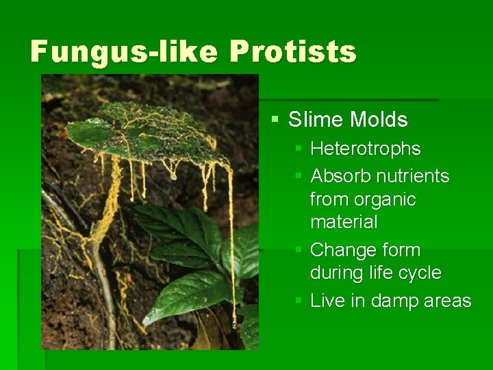 Fungus-like Protists § Slime Molds § Heterotrophs § Absorb nutrients from organic material § Fungus-like Protists § Slime Molds § Heterotrophs § Absorb nutrients from organic material §