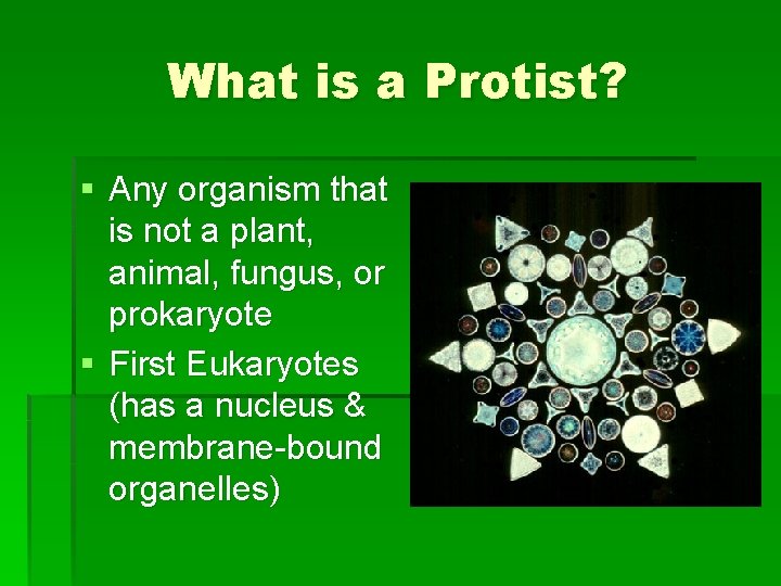 What is a Protist? § Any organism that is not a plant, animal, fungus, What is a Protist? § Any organism that is not a plant, animal, fungus,