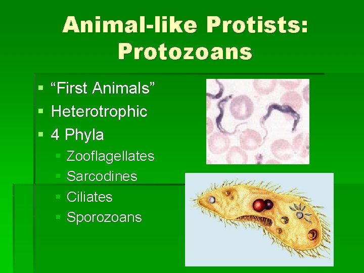 Animal-like Protists: Protozoans § § § “First Animals” Heterotrophic 4 Phyla § Zooflagellates § Animal-like Protists: Protozoans § § § “First Animals” Heterotrophic 4 Phyla § Zooflagellates §