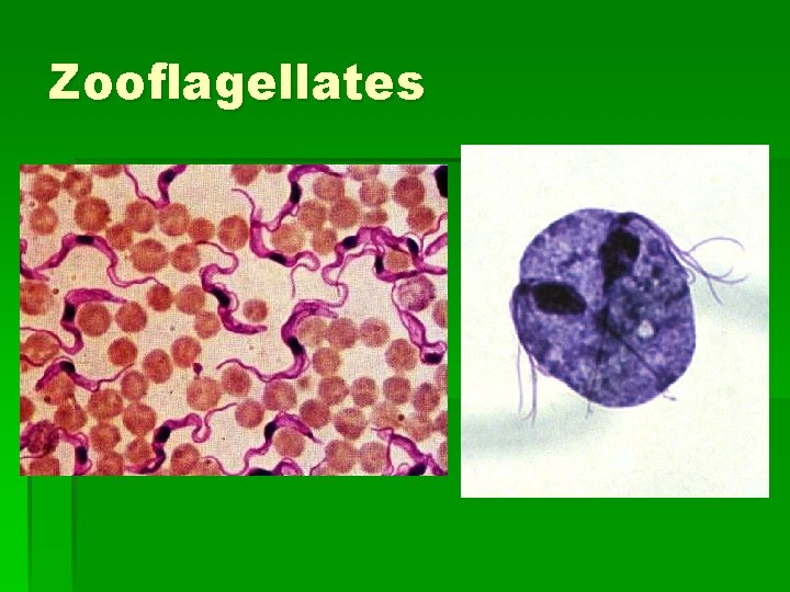 Zooflagellates Zooflagellates