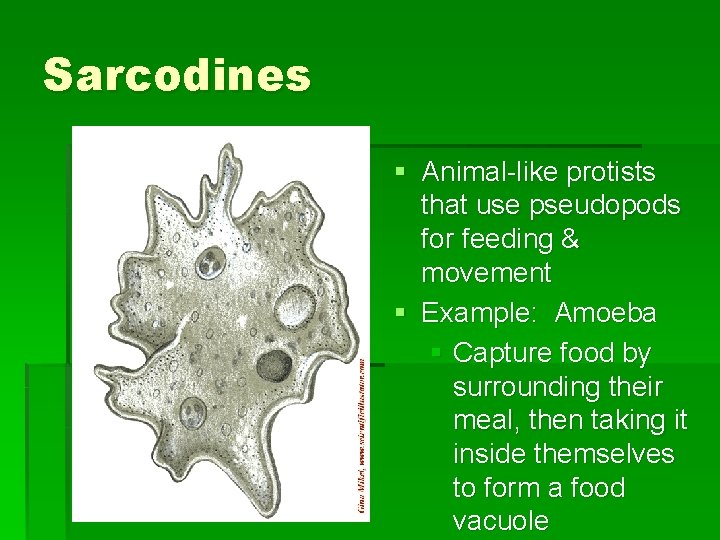 Sarcodines § Animal-like protists that use pseudopods for feeding & movement § Example: Amoeba Sarcodines § Animal-like protists that use pseudopods for feeding & movement § Example: Amoeba