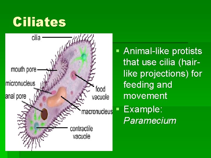 Ciliates § Animal-like protists that use cilia (hairlike projections) for feeding and movement § Ciliates § Animal-like protists that use cilia (hairlike projections) for feeding and movement §
