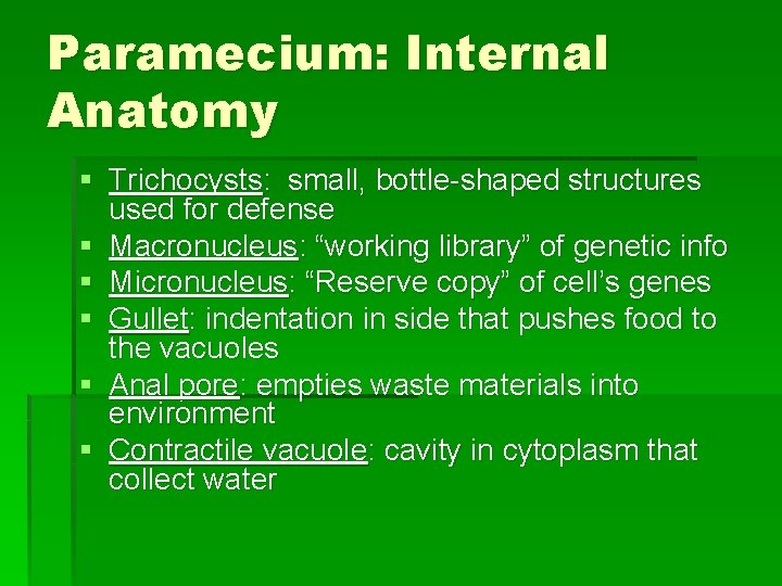 Paramecium: Internal Anatomy § Trichocysts: small, bottle-shaped structures used for defense § Macronucleus: “working Paramecium: Internal Anatomy § Trichocysts: small, bottle-shaped structures used for defense § Macronucleus: “working