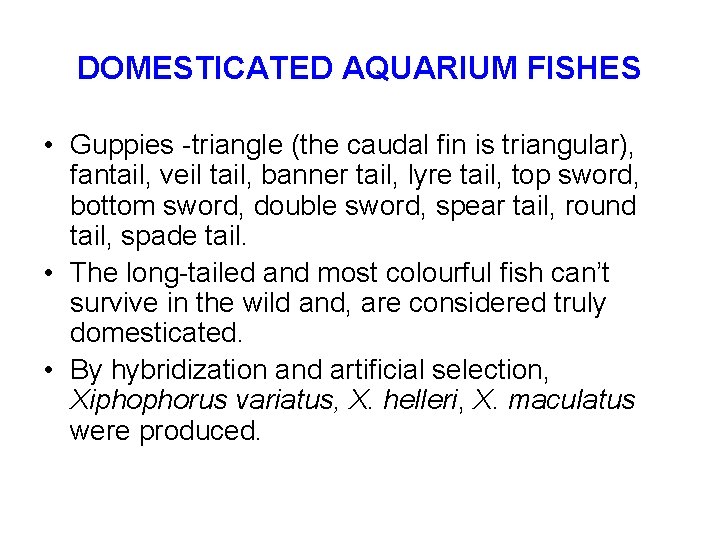 DOMESTICATED AQUARIUM FISHES • Guppies -triangle (the caudal fin is triangular), fantail, veil tail,