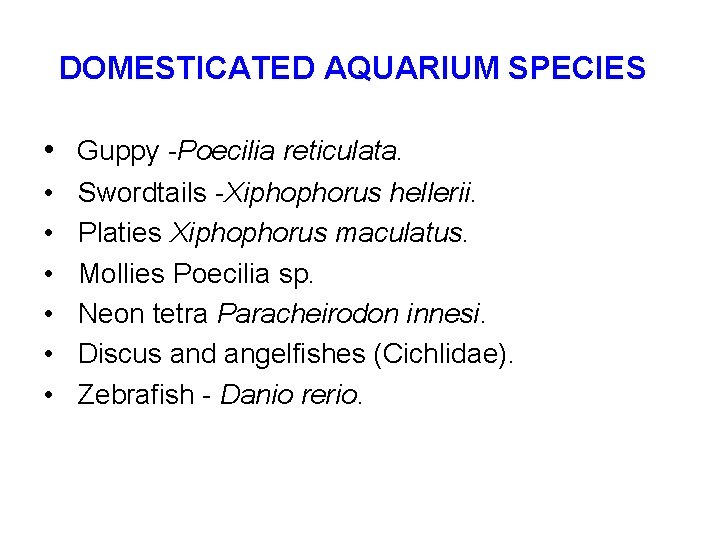 DOMESTICATED AQUARIUM SPECIES • Guppy -Poecilia reticulata. • • • Swordtails -Xiphophorus hellerii. Platies