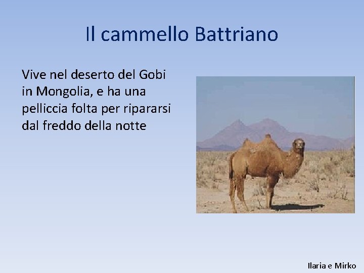 Il cammello Battriano Vive nel deserto del Gobi in Mongolia, e ha una pelliccia