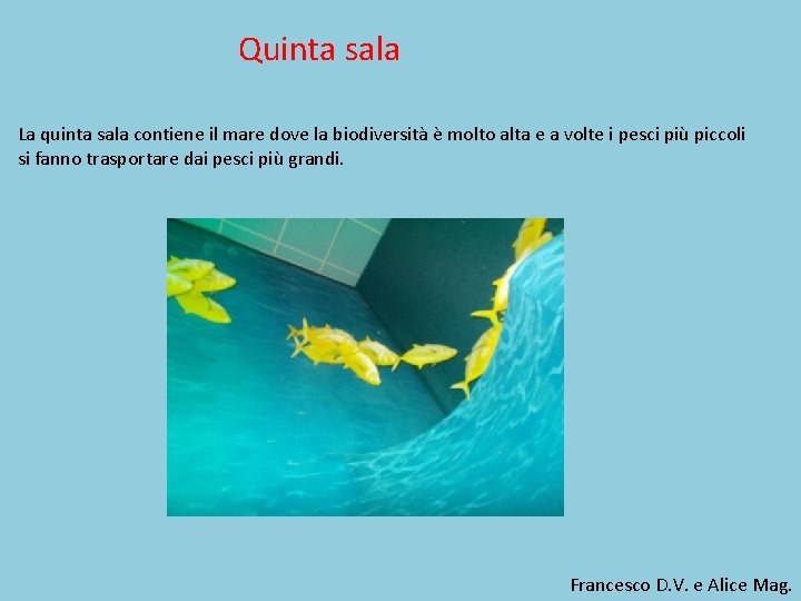 Quinta sala La quinta sala contiene il mare dove la biodiversità è molto alta