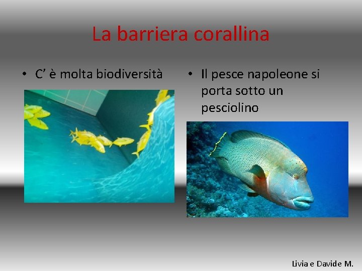 La barriera corallina • C’ è molta biodiversità • Il pesce napoleone si porta