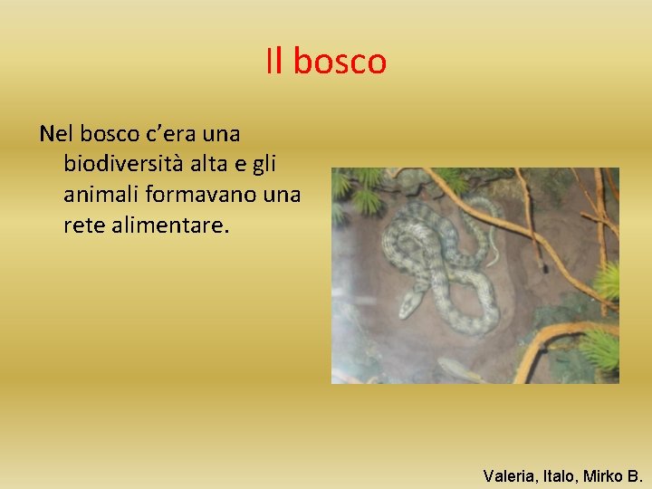 Il bosco Nel bosco c’era una biodiversità alta e gli animali formavano una rete